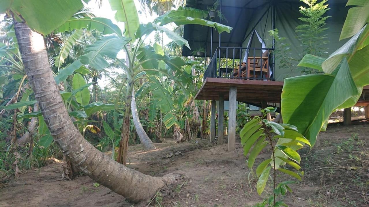 Coconut Camp Udawalawe Dematapelessa Exteriör bild